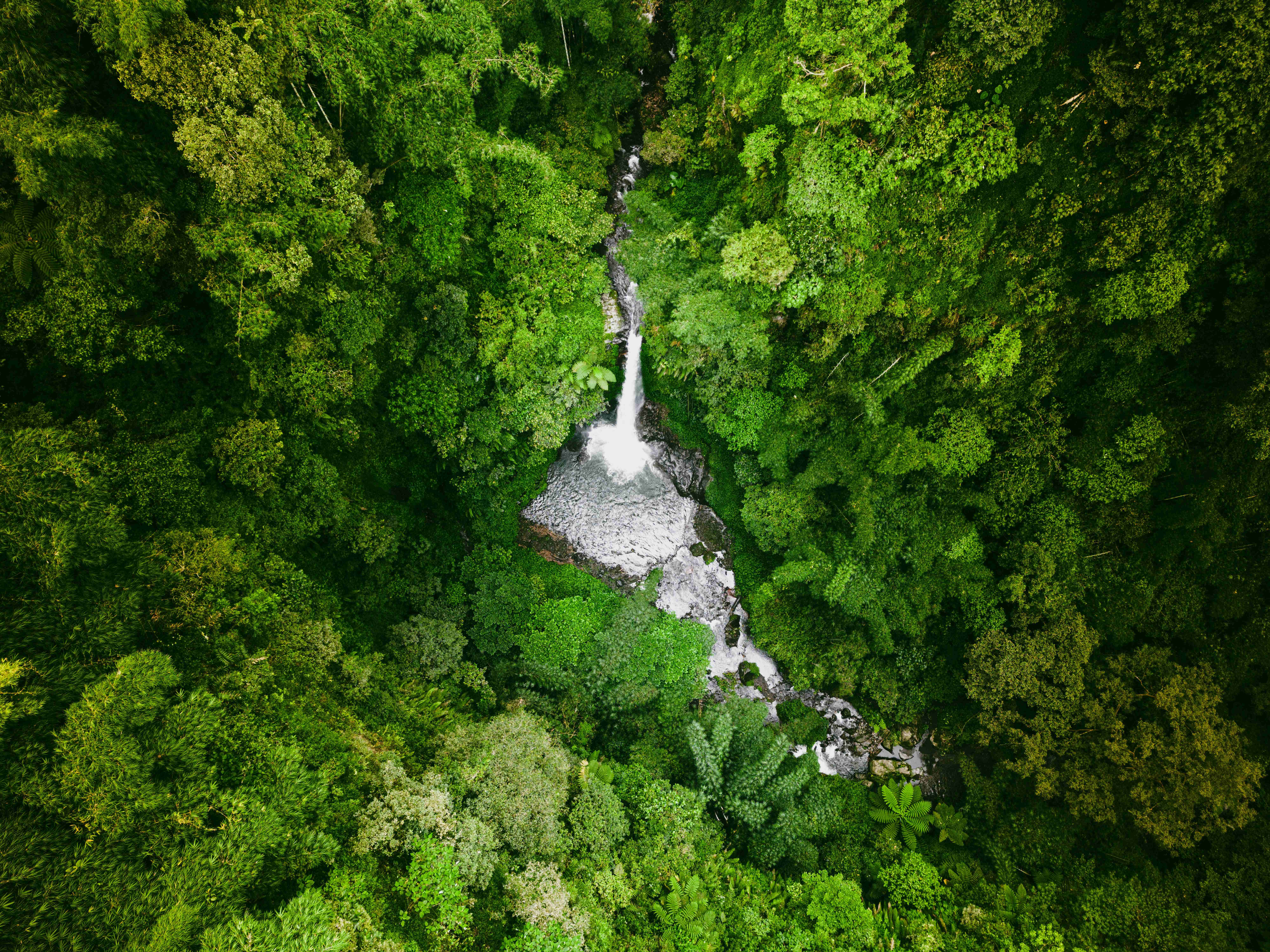Colombian mountain rainforest landscape
